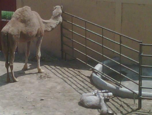 camello en el zoologico de nuevo laredo